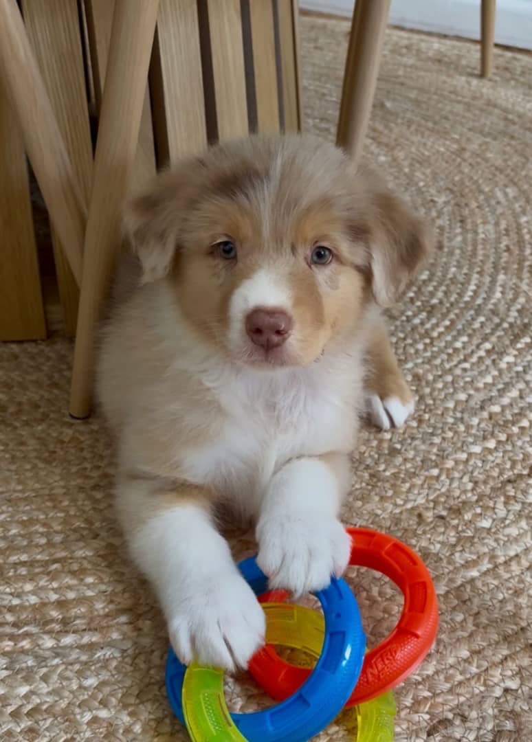 Gallery image 5 of Frankie