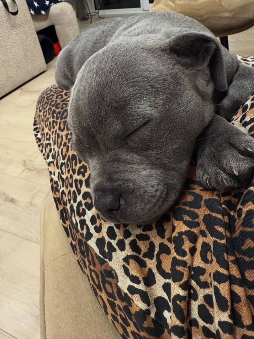 Gallery image 2 of Kelly