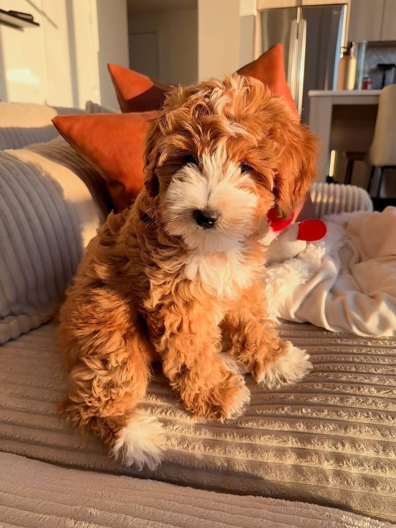 Gallery image 3 of Nala