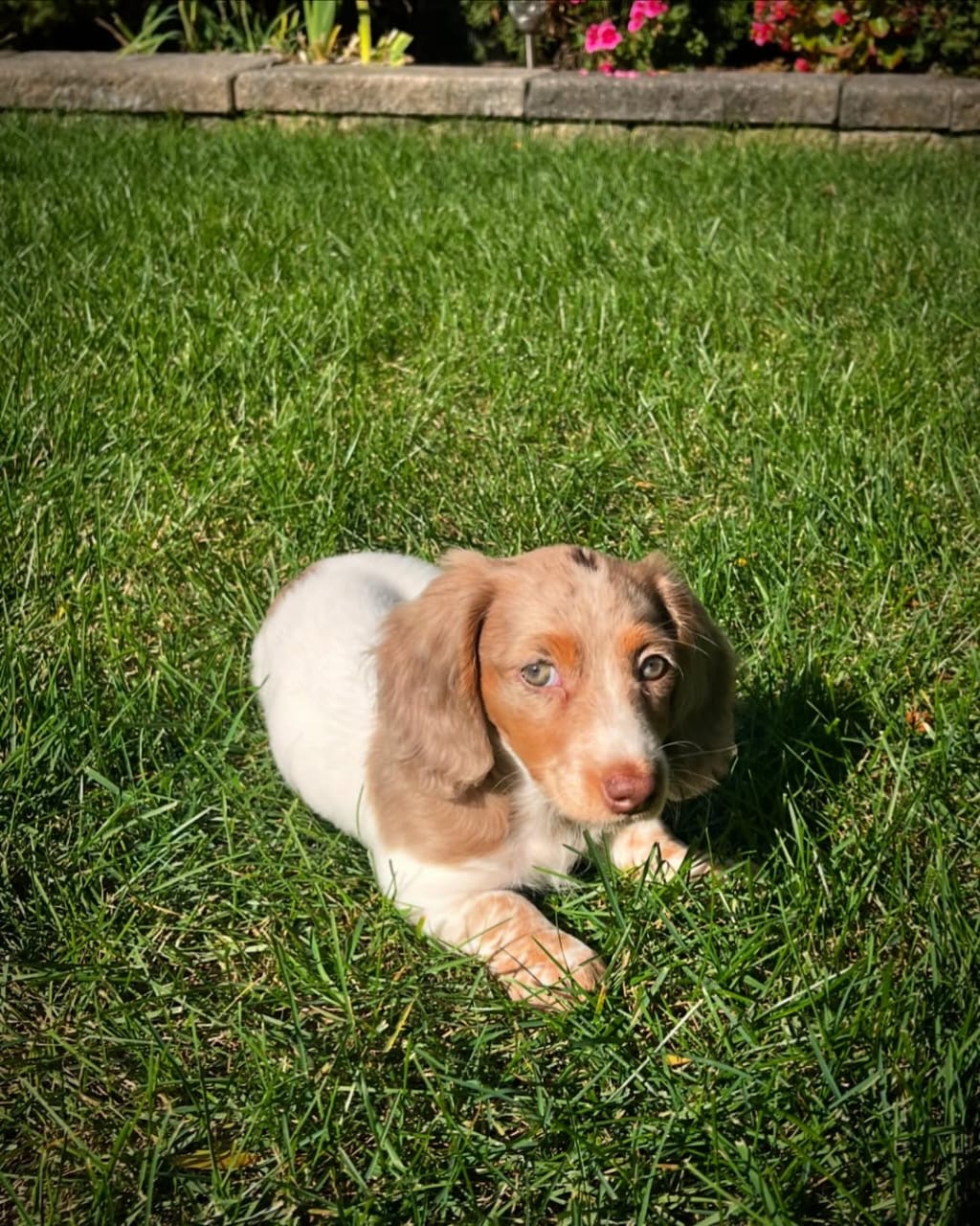 Gallery image 4 of Milo