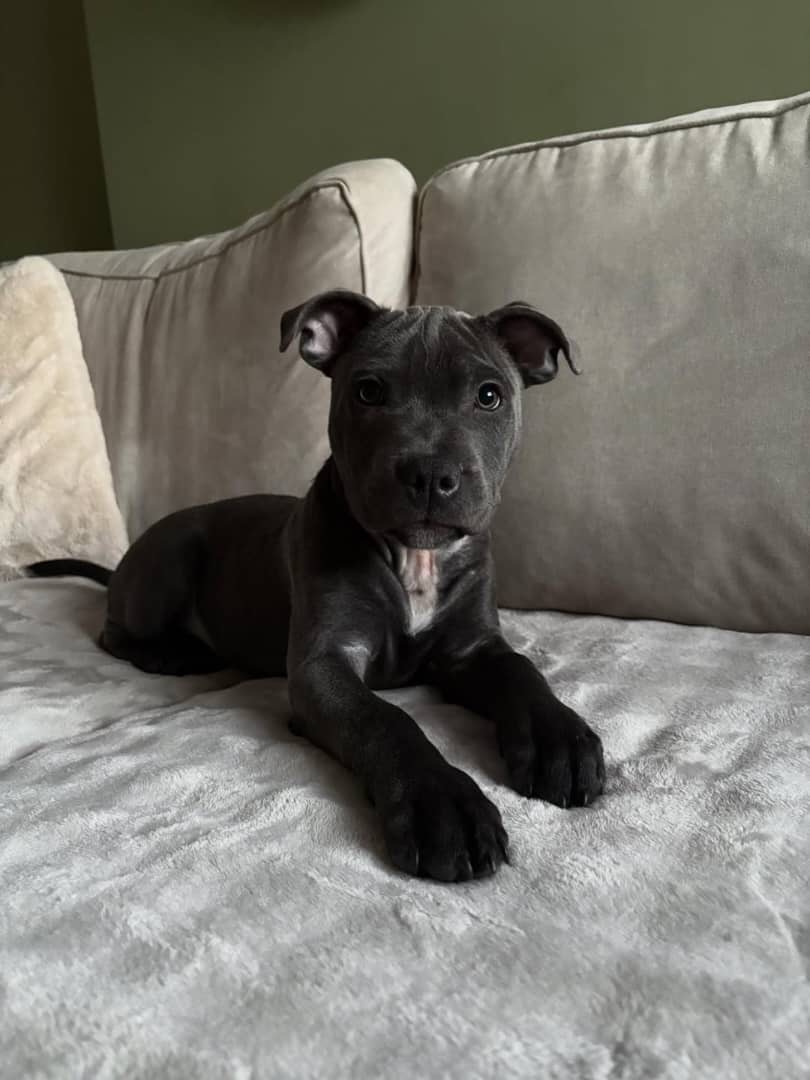 Gallery image 3 of Jack