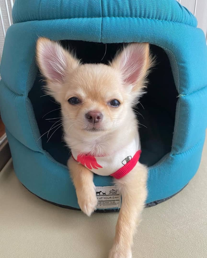 Gallery image 4 of Leo