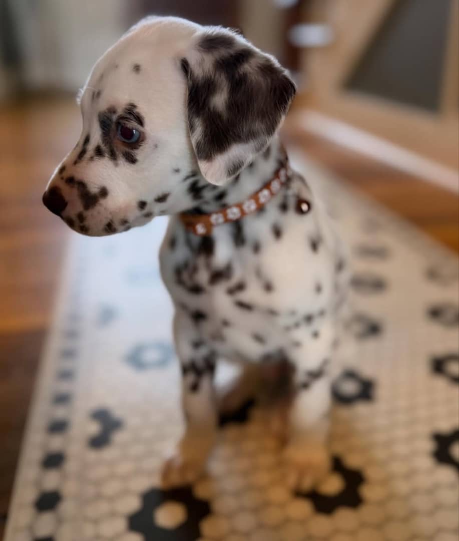 Gallery image 2 of Zeus