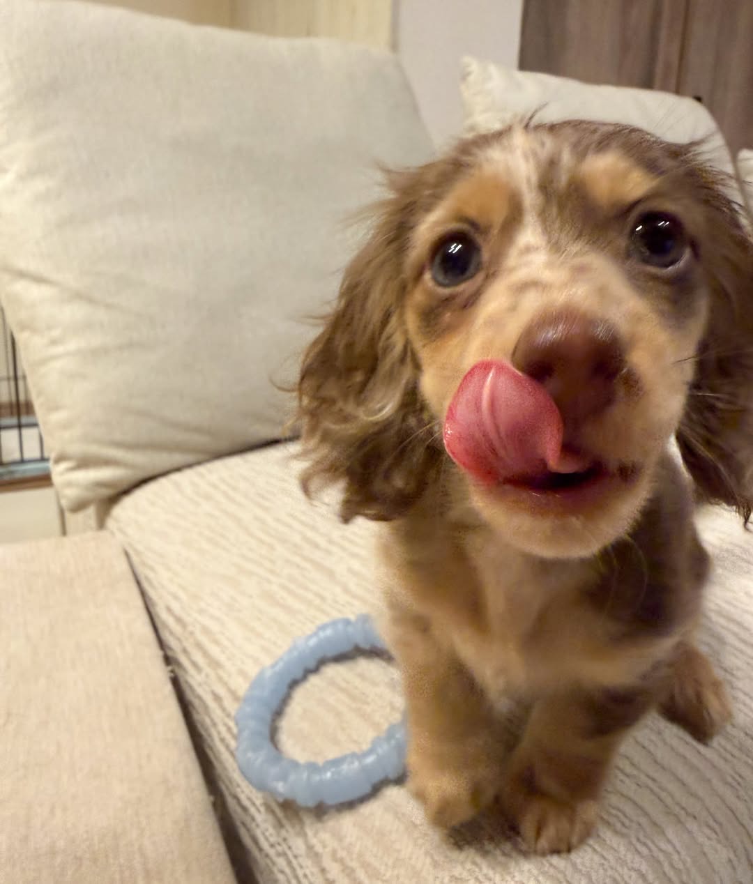 Gallery image 2 of Charlie