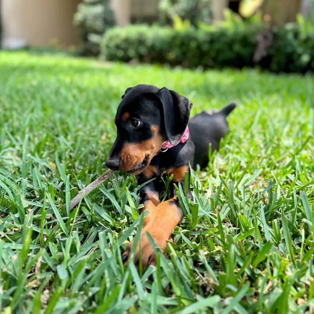 Gallery image 5 of Lloyd