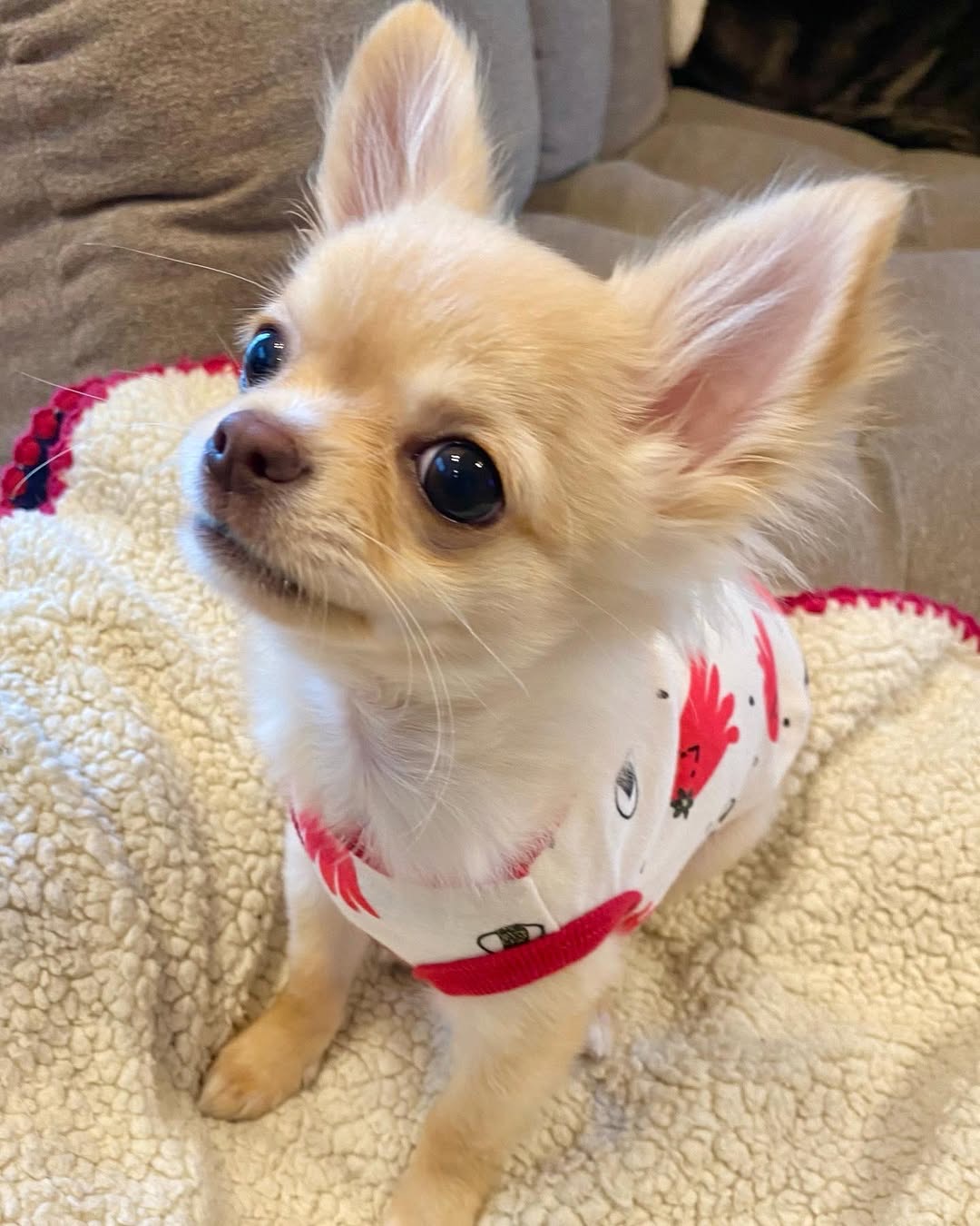 Gallery image 2 of Leo