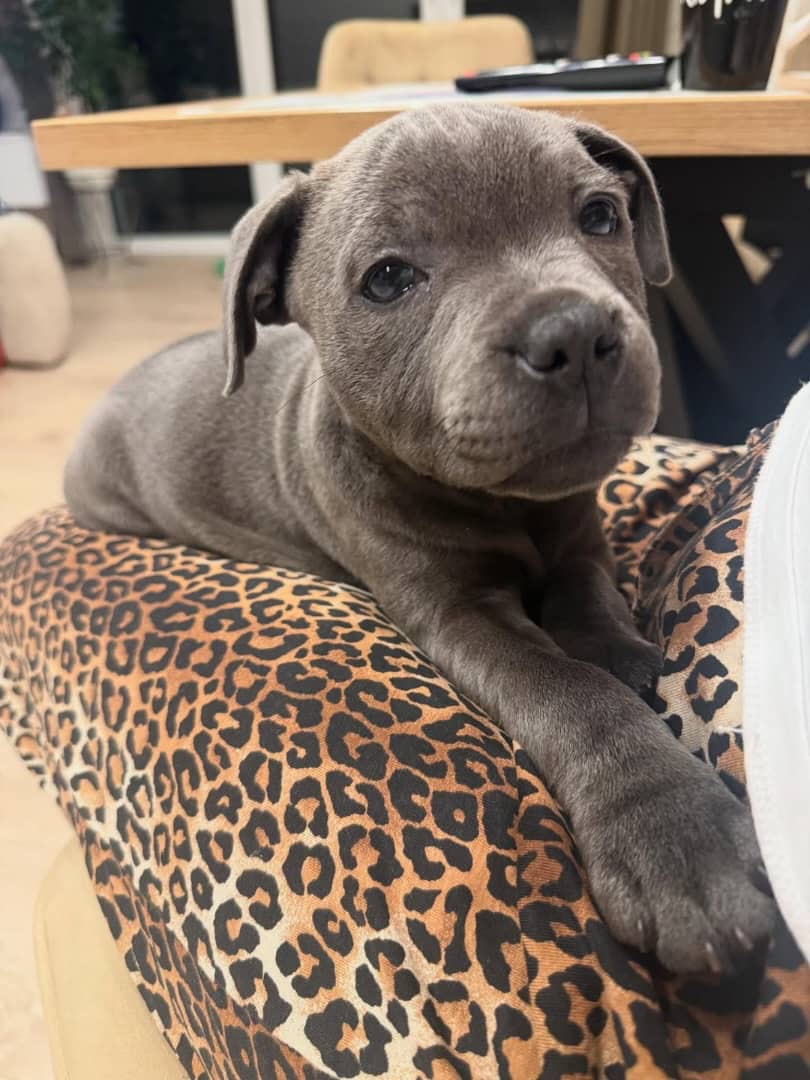 Gallery image 1 of Kelly