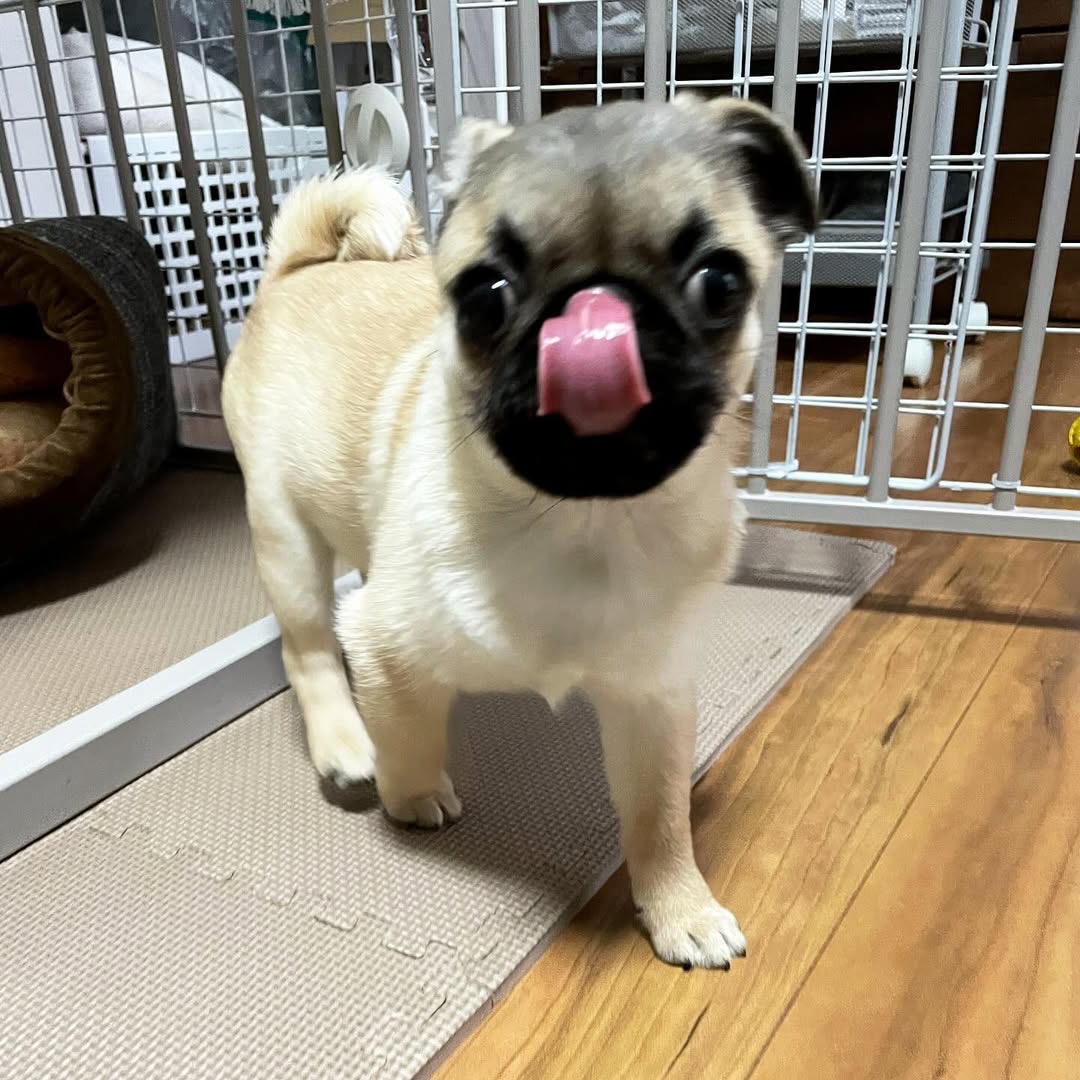 Gallery image 1 of Troy