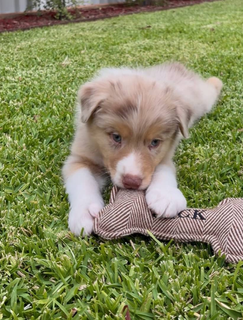 Gallery image 1 of Frankie