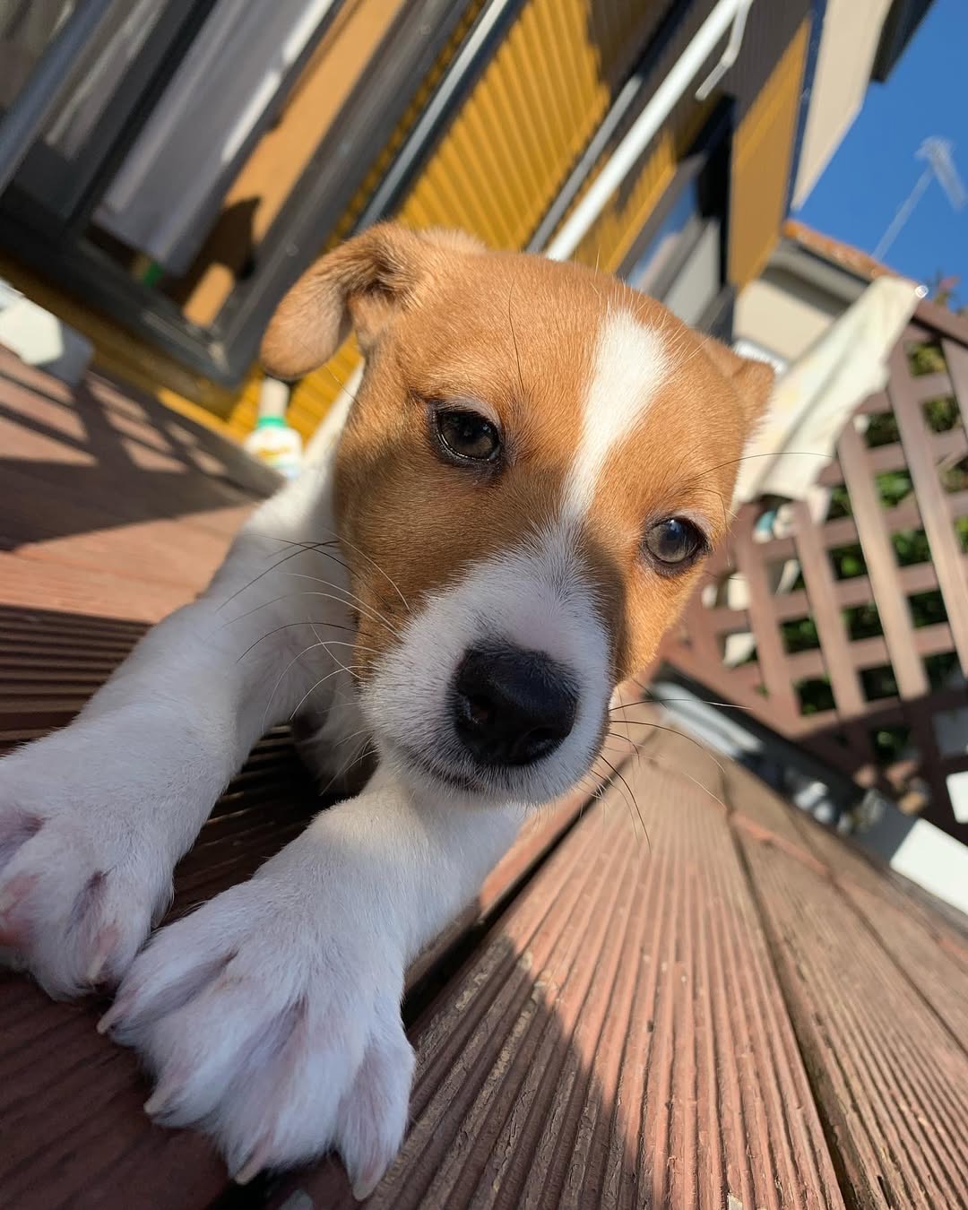 Gallery image 3 of Sammy