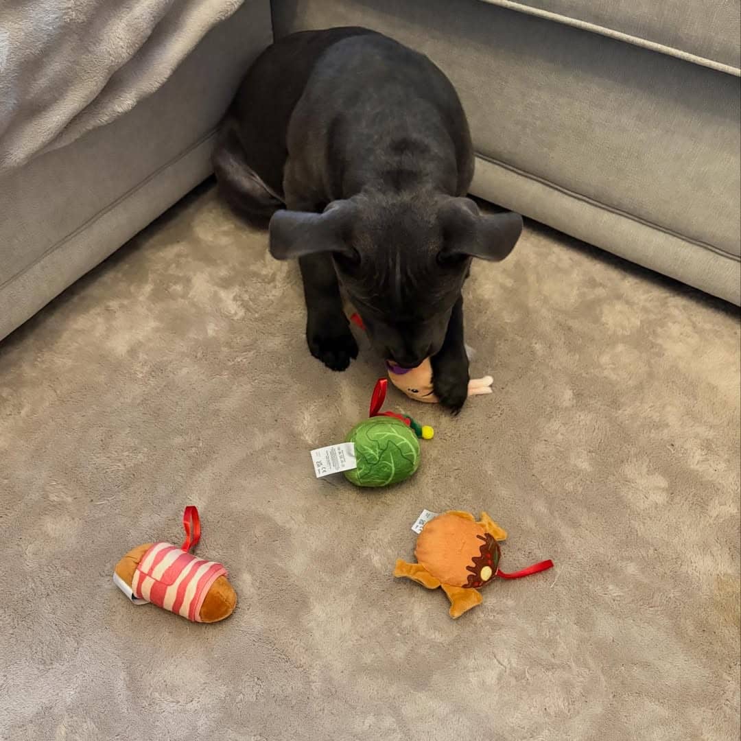 Gallery image 6 of Jack