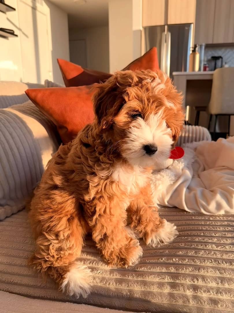 Gallery image 1 of Nala