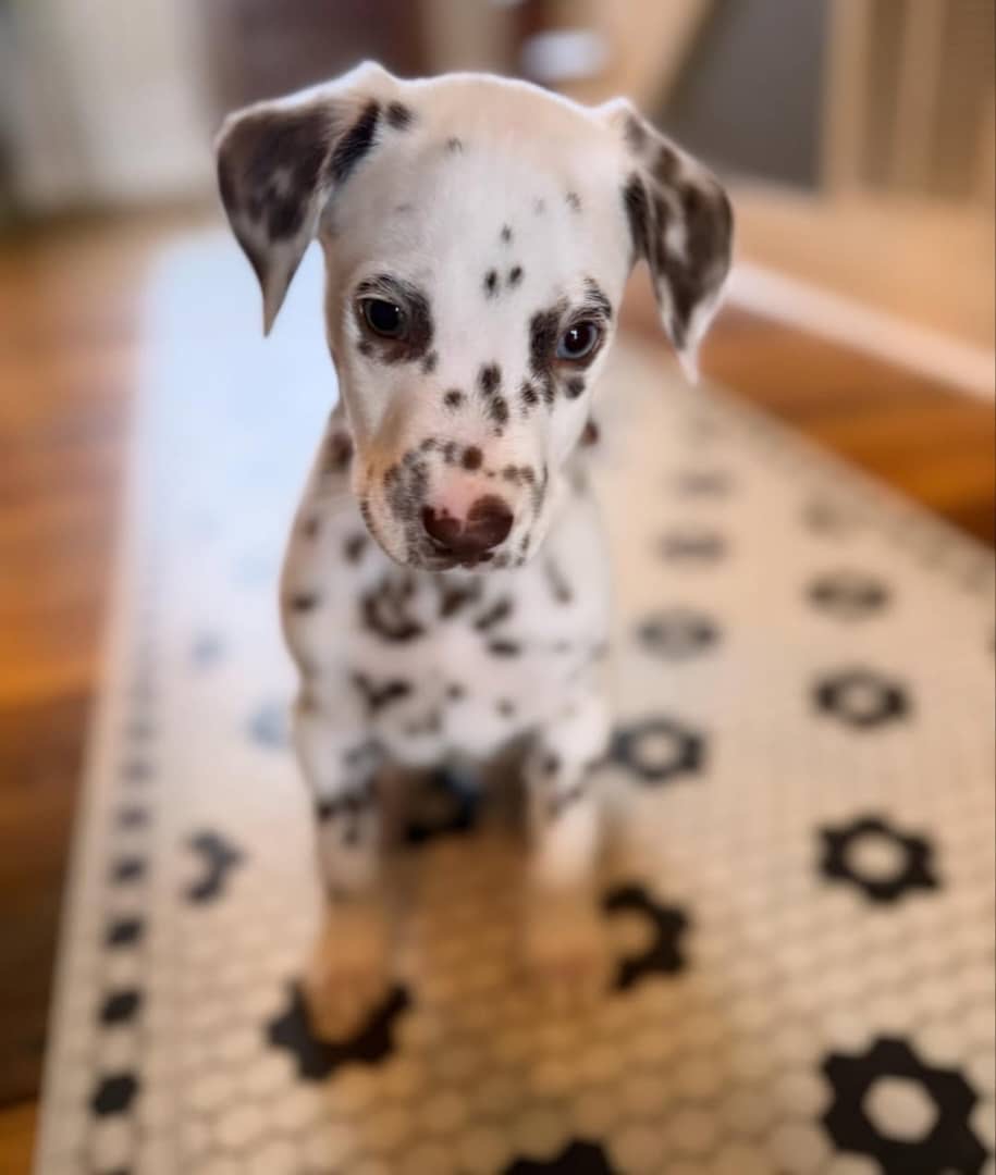 Gallery image 4 of Zeus