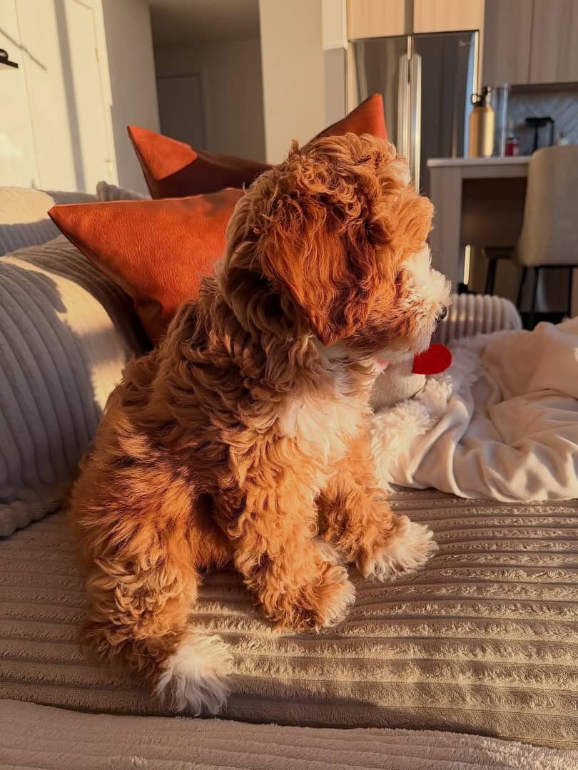 Gallery image 2 of Nala