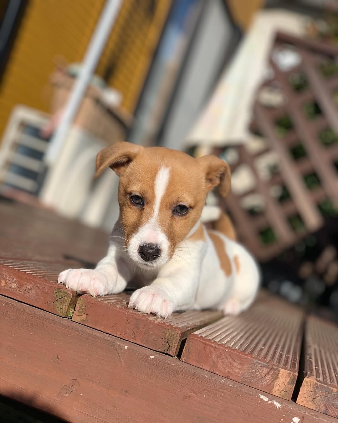 Gallery image 2 of Sammy