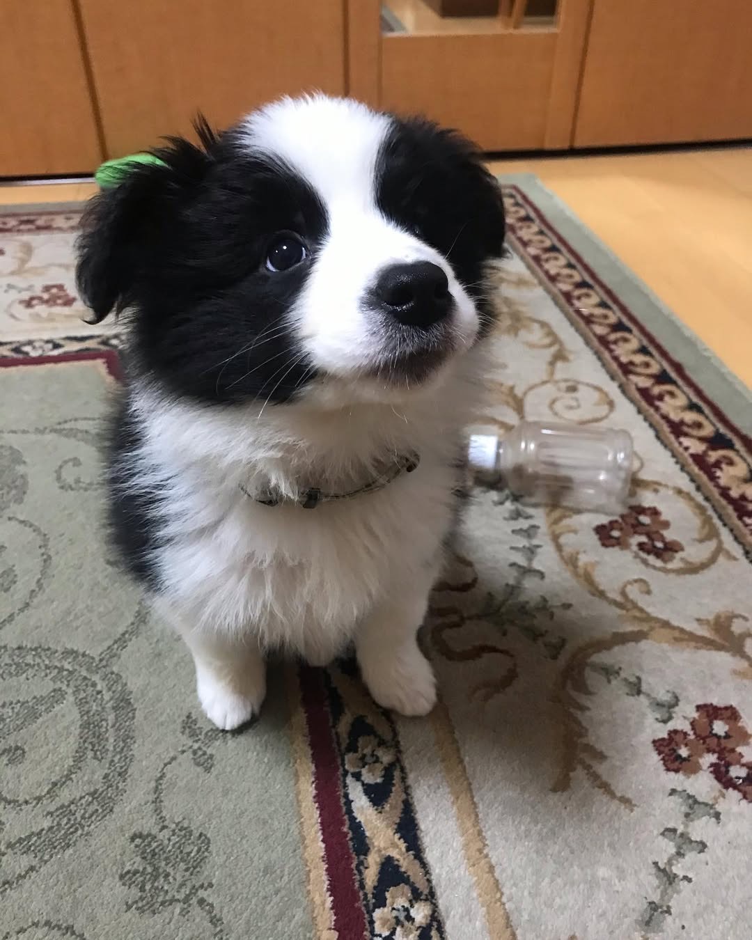 Gallery image 1 of Lindsay