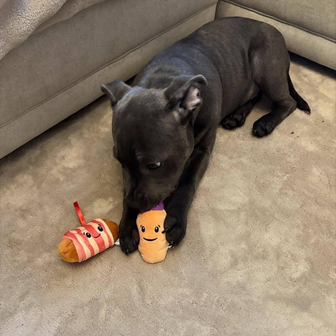 Gallery image 4 of Jack