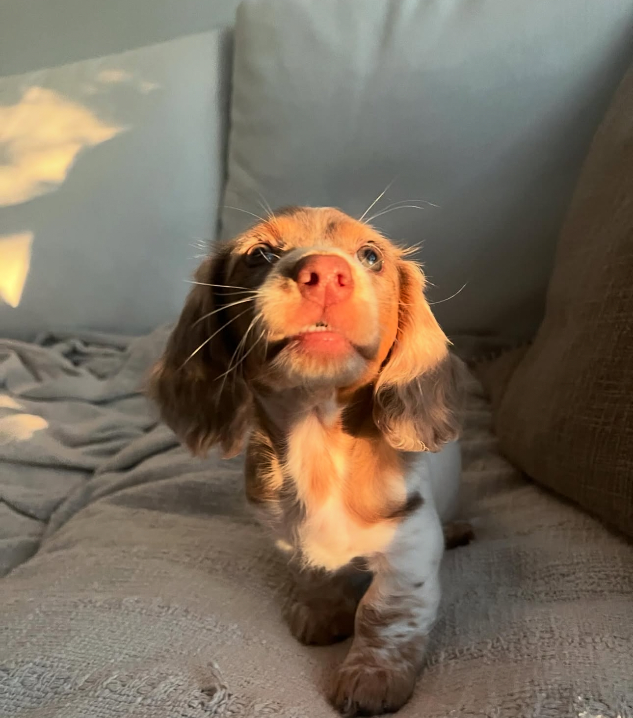 Gallery image 1 of Milo