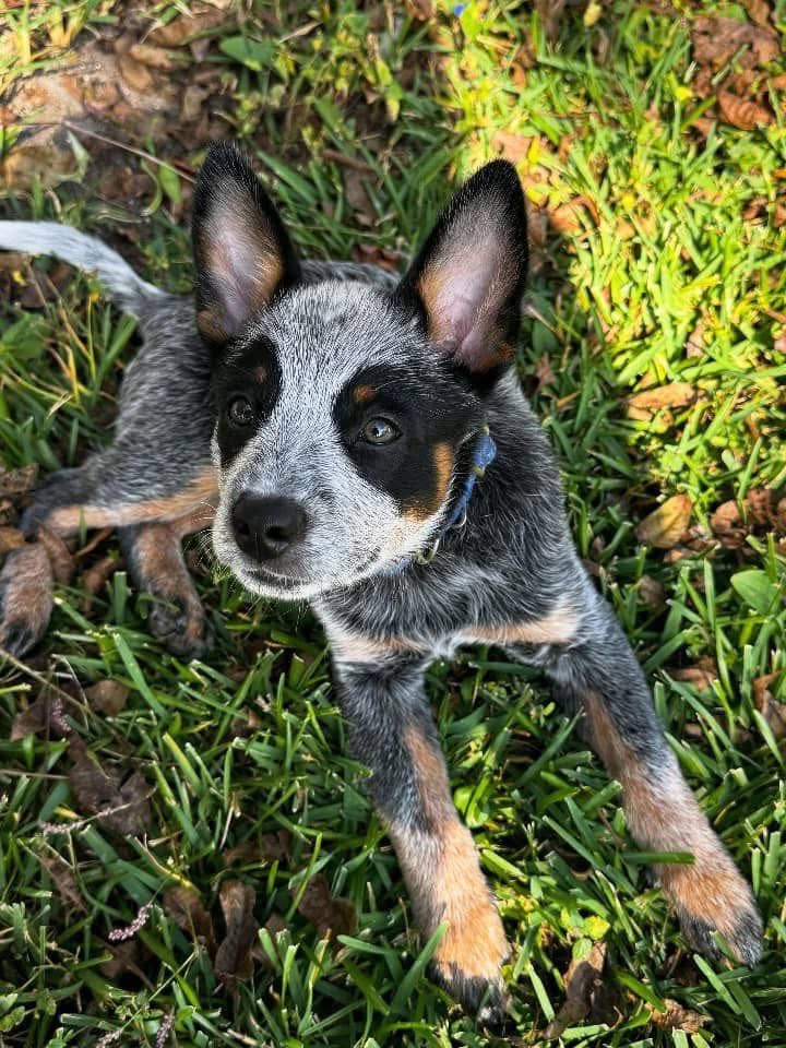 Gallery image 4 of Remi