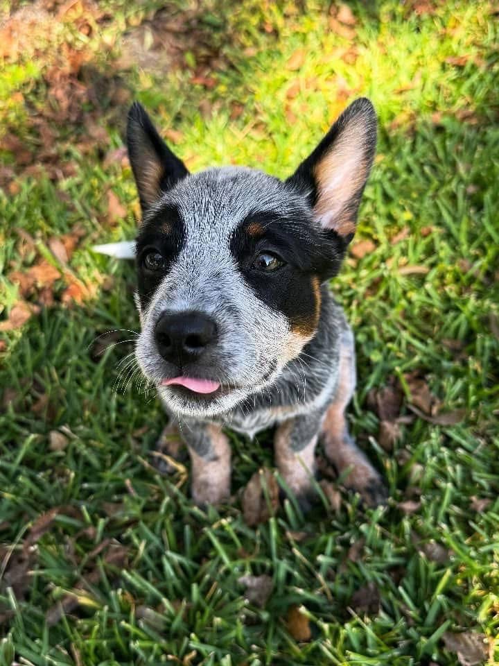 Gallery image 2 of Remi